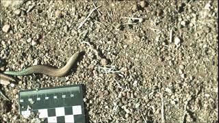 West Canary Skink (Chalcides) running - slow motion (3)