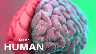 How Exactly Is the Human Brain Organized?