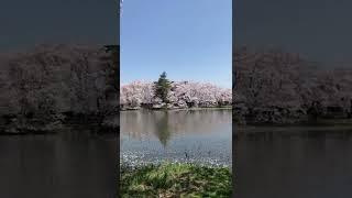 快晴の高田城址公園は桜が満開で桜吹雪も舞っています。