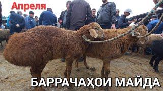 молбозор худжанд баррачахои бе оча ва оча бачахо кушкорхо нарху наво дар молбозор апрель