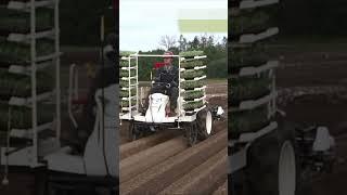 YANMAR Full Automatic Vegetable Transplanter 2 Rows PF2R #shorts #agrimachinery