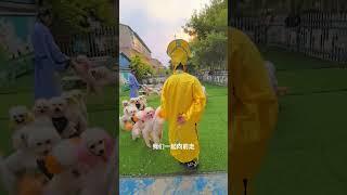 Tik Tok Chó Phốc Sóc Mini  Funny and Cute Pomeranian 44Y #shorts