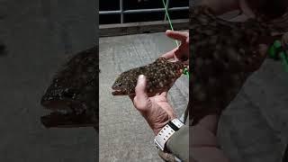 Southern flounder  . #fishing #fishingvideo #subscribe #flounder #flounderfishing #southern #cute