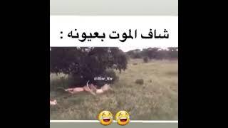 اتحداك تشوف الفديو ومتضحكش ههههه