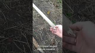 усиленно работали мы сегодня || Ежевичный сад