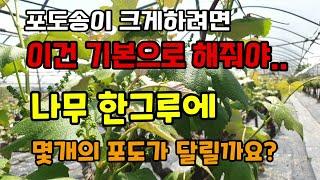 포도송이 크게하려면 이건 기본으로 해줘야 포도나무 한그루에 몇개의 포도가 달릴까요 송산포도