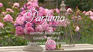 KORDES rose Summer Romance (Syn. Lovely Parfuma, Madame de Maintenon) ((English Version))