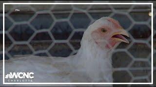 SC Department of Natural Resources inspecting possible rise in bird flu cases