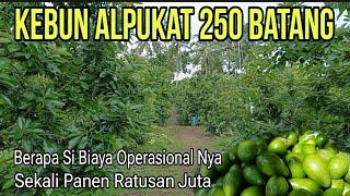 Biaya Perawatan Kebun Alpukat 250 Batang Dari Nol Sampe Panen