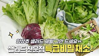 샐러드 채소,  전문점 느낌으로 먹어보자! | 샐러드 야채 종류 추천