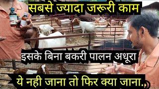 वो जानकारी जो हर बकरी पालक को होना चाहिए | बकरी पालन कैसे करें #bakri #goat #umesh #goatknowledge