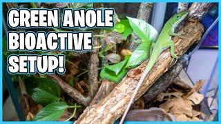 How to Setup a Green Anole Terrarium! Bioactive