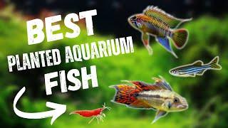 BEST Fish For A PLANTED AQUARIUM | TOP 7