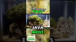 JAVA MOSS -SUPER EASY LOW LIGHT AQUARIUM PLANT For Sale