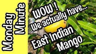 Monday Minute- We actually have 'East Indian' Mango!