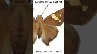 Epargyreus zestos oberon - Extinct Florida Butterfly Subspecies