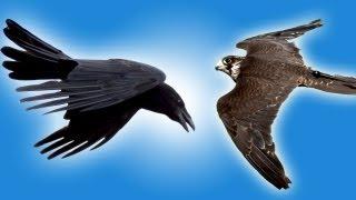 Falcon vs Raven in Slow Motion | Slow Mo | Earth Unplugged