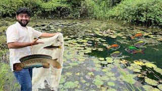 Next Location Lotus Pond Big Big Size Ka Snake Head Mila 