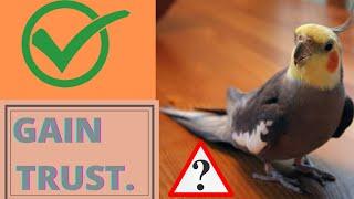 4 WAYS TO GAIN BIRDS TRUST | EASY TIPS TO GAIN YOUR BIRDS TRUST || BEGINNERS TIPS...