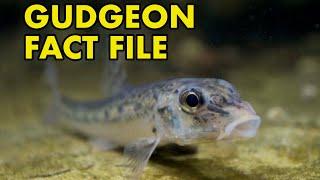 Gudgeon: Fact File (British Wildlife Facts)