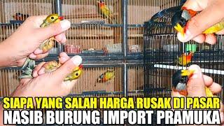 SIAPA YANG DI SALAHKAN !! HARGA BURUNG IMPORT TERBARU RUSAK PASAR PRAMUKA