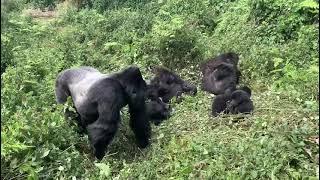 Gorilla trekking video in Volcanoes National Park Rwanda