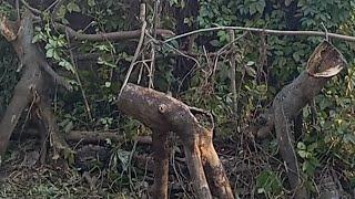 Зелёный дом и люди-деревянные скульптуры природы.Green house, wooden nature sculptures and the world