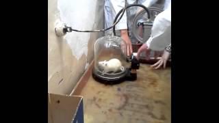 Моделирование экзогенной гипобарической гипоксии у крысы