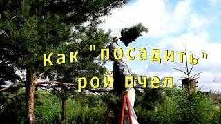 как поймать рой пчел