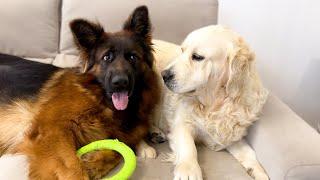 Golden Retriever Plays with German Shepherd