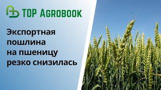 Экспортная пошлина на пшеницу резко снизилась | TOP Agrobook: обзор аграрных новостей