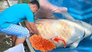 Koi fish breeders actual spawning of eggs ( Caught on camera )│KOI BREEDING Episode 2