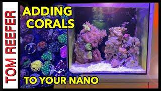 Reef Tank (ADDING CORALS TO YOUR NANO REEF) 20 Gallon EP. 3