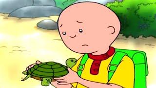 Caillou en de Schildpad Redden | Caillou Nederlands - WildBrain