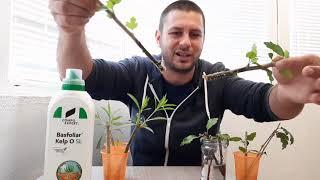 Cum inmultim usor plantele prin butasi cu Basfoliar Kelp- Inginer Horticol - Razvan Radulescu