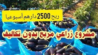 ربح 2500 دارهم أسبوعيا أحسن مشروع مربح غير مكلفة (زراعة البادنجال)