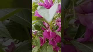 watching the flowers closer to see its full beauty #flowers #garden #nature #relaxingplants  #shorts