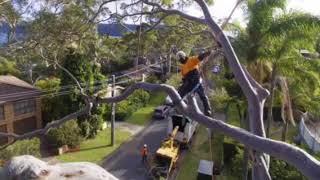 Precision Tree Services