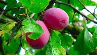 Plums nutritional fact