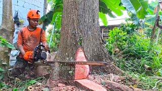 The house is in great danger  !! cut mahogany tree leaning against the house