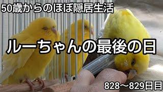 【インコ】隠居生活828～829日目［ルーちゃんの最後の日 2024.9.5～9.6］