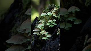 Glowing Mushrooms?!