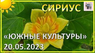 Прогулка по парку "Южные культуры" 20 мая 2023 года