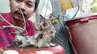 Hướng Dẩn Cách Làm Cho Lá Bồ Đề Nhỏ Đẹp#KEN MY VLOG.