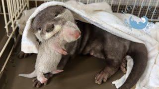 Taking Care of Baby Otter and Mom Otter