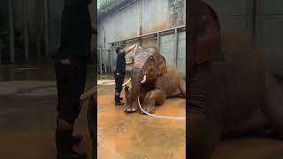 A professional elephant washer with 10 years of experience is now online to give elephants a bat