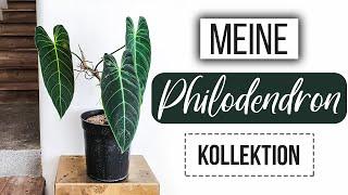 Meine GANZE PHILODENDRON Kollektion | Ich zeige euch ALLE Pflanzen