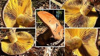 Anisklumpfuß essbar? Verwechslung | Cortinarius, Phlegmacium, Gomphos, Colonarius odorifer