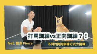 打罵訓練vs正向訓練？！不同的狗狗訓練方式大挑戰 feat. 劉沛 Pierre @theLiuPei