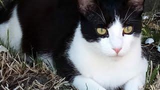 Lokis Sonnenbad auf der Terrasse